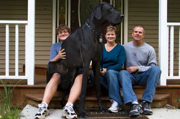 Tallest Dog   MIKAL103