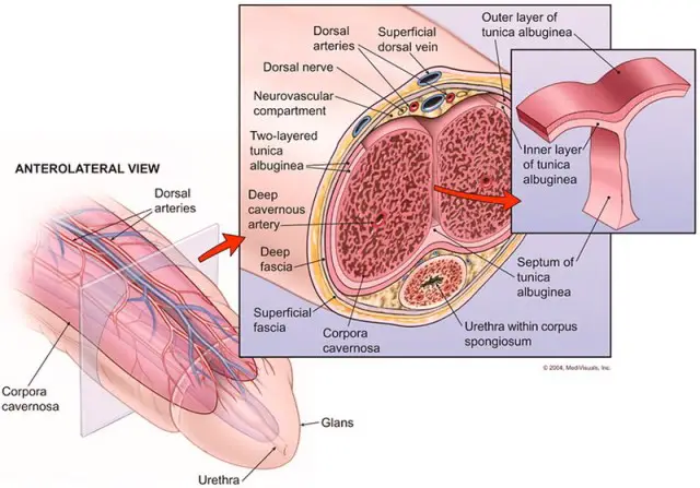 fisiologia del pene maschile