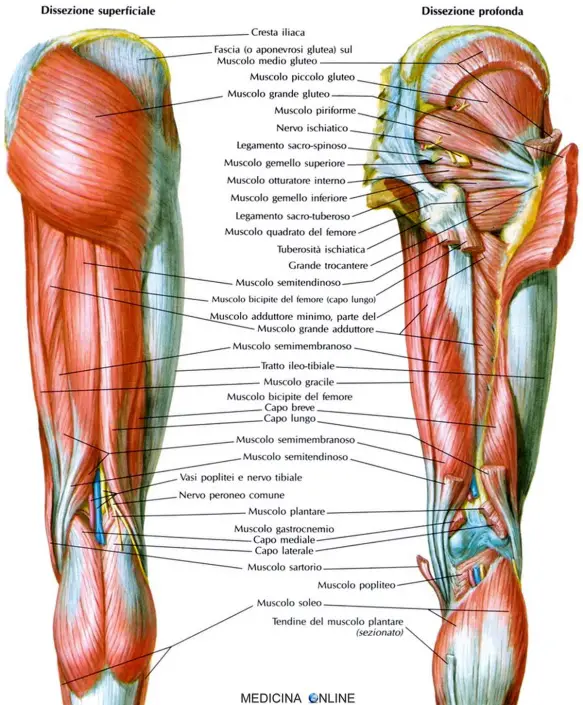MEDICINA ONLINE MUSCOLI DI ANCA E COSCIA GAMBA VISTI POSTERIORMENTE GLUTEI tendine muscolo semitendinoso muscoli posteriori coscia muscolo bicipite femorale semimembranoso anatomia funzioni uso chirurgico
