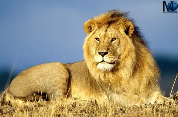 MEDICINA ONLINE DIFFERENZA LEONE TIGRE LION TIGER MANDIBOLA CARATTERISTICHE NASO DENTI ANIMALE DIVERSITA COCRODILE WALLPAPER COCCODRILLO DEL NILO SFONDO HD.jpg