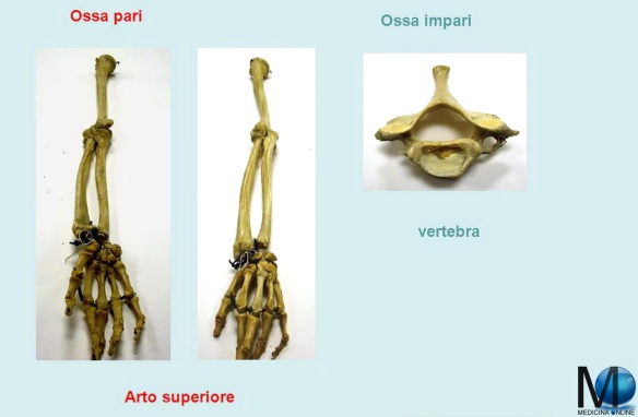 Ossa pari Ossa impari vertebra Arto superiore Tipi di ossa