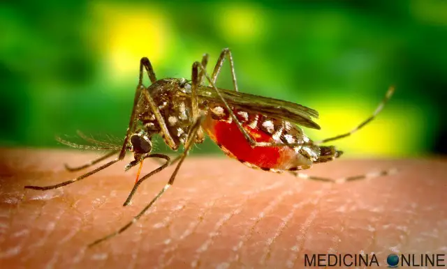Chiambretti Night: Rocco Siffredi punto sul pene da 60 zanzare