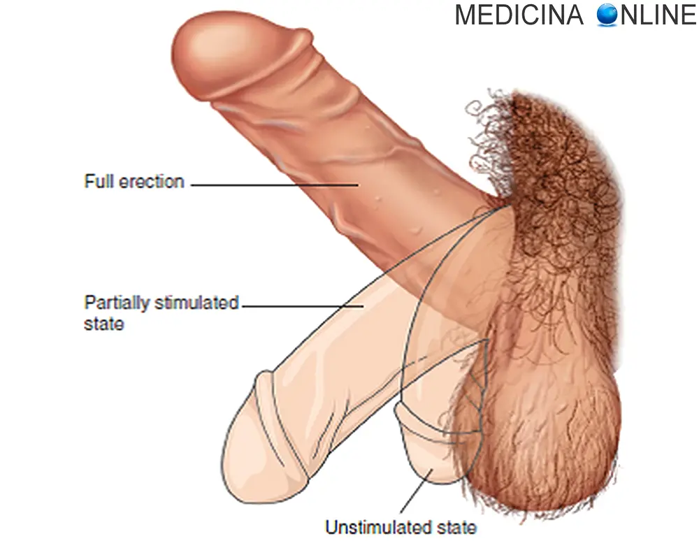 Falloplastica: chirurgia del pene per il cambio di sesso