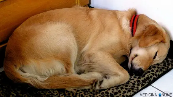 MEDICINA ONLINE SLEEPING DOG CANE CANI DORMIRE INSONNIA STUDIO SICUREZZA CAMERA DA LETTO TAPPETO ANIMALI CAGNOLINO CUTE ANIMALS WALLPAPER