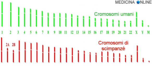 MEDICINA ONLINE DIFFERENZA GENETICA TRA UOMO E SCIMMIA SCIMPANZE DNA CROMOSOMI GENI GENOMA.png