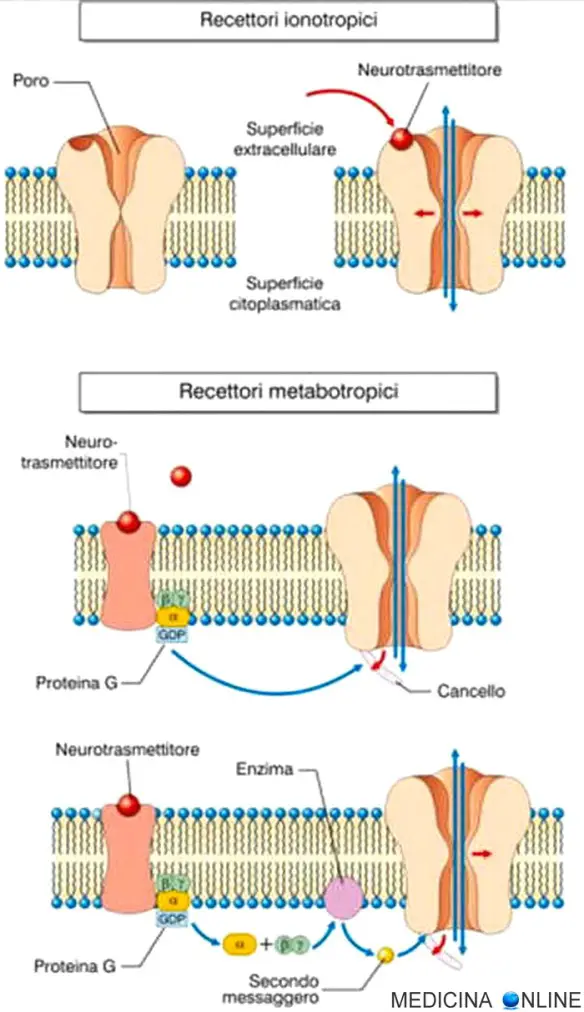 MEDICINA ONLINE differenza recettori ionotropi e metabotropi BIOCHIMICA CELLULA INTRACELLULARE MEMBRANA.jpg