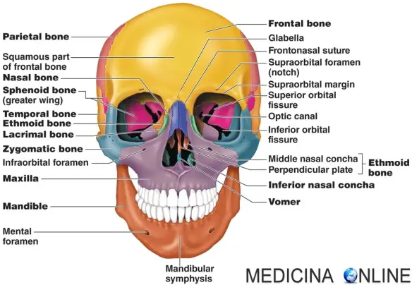 MEDICINA ONLINE ETMOIDE 3D ROTAZIONE ANIMATA Rotation ethmoid bone CRANIO OSSO OSSA TESTA ANATOMIA UMANA POSIZIONE RAPPORTI VICINO DOVE SI TROVA NASO SCHELETRO ASSILE MANDIBOLA MASCELLA skull.jpg