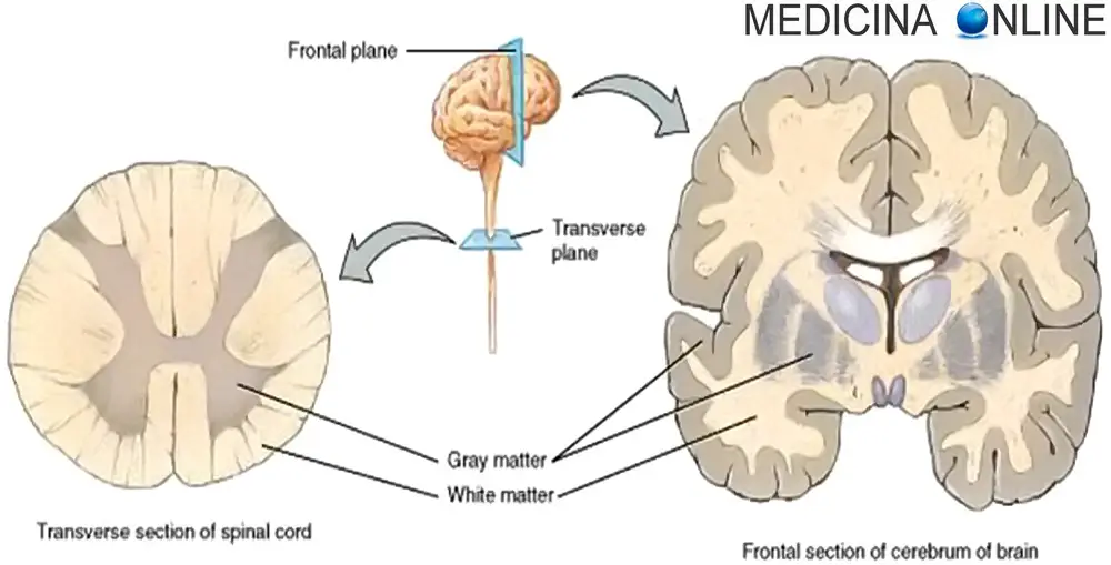 Воспаление серого вещества мозга латынь. Строение мозга серое и белое вещество. Серое и белое вещество головного и спинного мозга. Головной мозг строение серое и белое вещество. Серое вещество головного и спинного мозга.