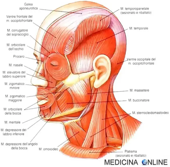 Anatomy Neck Muscles Muscle Anatomy Head And Neck Anatomy Human