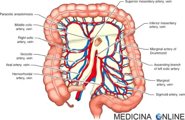 MEDICINA ONLINE SANGUE VASCOLARIZZAZIONE INTESTINO COLON DIGESTIONE ARTERIA VENA MESENTERICA SUPERIORE INFERIORE SANGUE left-colic-artery-colon-interposition-thoracic