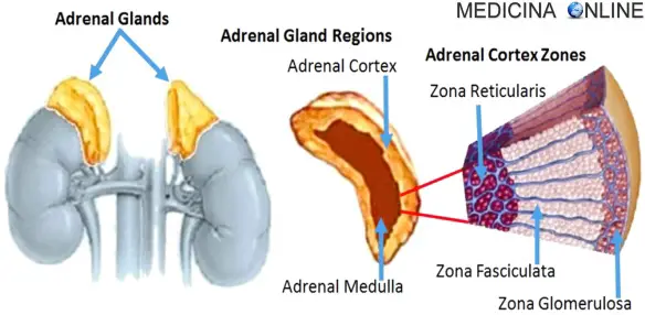 MEDICINA ONLINE SURRENE CORTICALE MIDOLLARE ORMONI STEROIDEI CORTICOSTEROIDI CATECOLAMINE ADRENALINA NORADRENALINA CORTISOLO ALDOSTERONE SESSUALI ANDROGENI ESTROGENI TESTOSTERONE ENDOCRINOLOGIA Adrenal gland cortex medulla