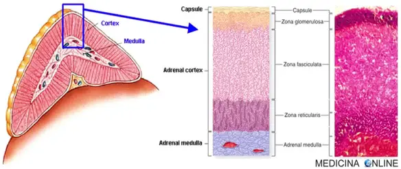 MEDICINA ONLINE SURRENE CORTICALE MIDOLLARE ORMONI STEROIDEI CORTICOSTEROIDI CATECOLAMINE ADRENALINA NORADRENALINA CORTISOLO ALDOSTERONE SESSUALI ANDROGENI ESTROGENI TESTOSTERONE ENDOCRINOLOGIA Adrenal gland cortex medulla