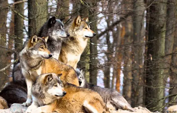 MEDICINA ONLINE La forza del lupo è il branco e la forza del branco è il lupo Rudyard Kipling Il libro della giungla 1894 The Jungle Book For the strength of the Pack is the Wolf, and the strength of the Wolf is the Pack aforismi.jpg