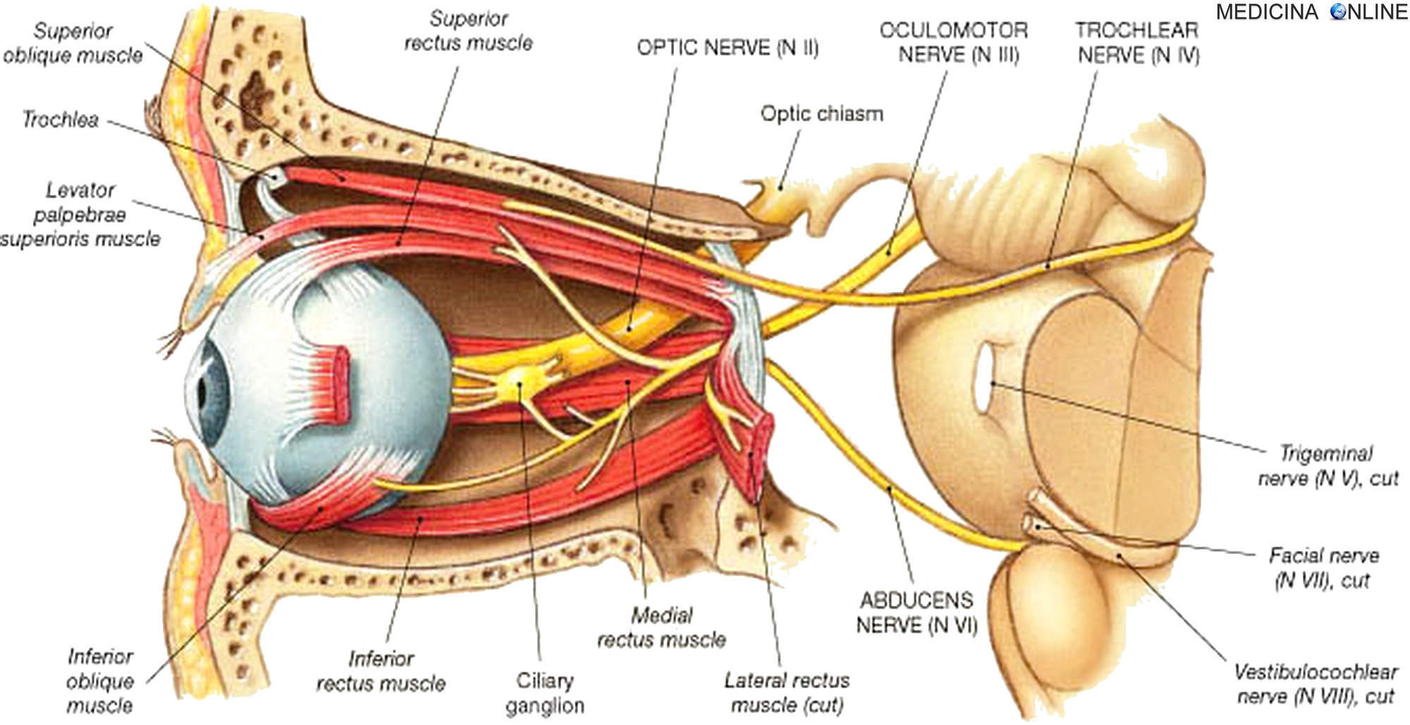 Глазодвигательный нерв мышцы. III пара-глазодвигательный нерв (n. oculomotorius). Глазодвигательный нерв блоковый и отводящий. Глазодвигательный нерв (III) иннервирует мышцы:. Глазодвигательный нерв Неттер.