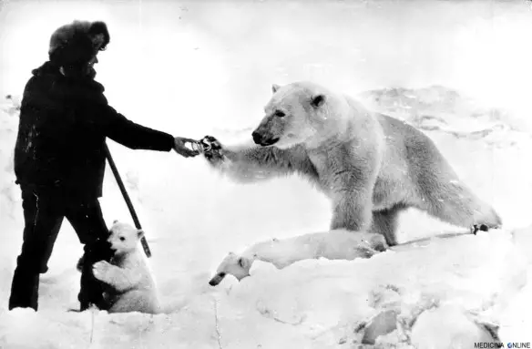 MEDICINA ONLINE Feeding polar bears from a tank, 1950 cub snow mangiare un animale affamato intera umanità ORSO POLARE NEVE SOLDATI SPEDIZIONE SIBERIA RUSSIA CIUKCI UNIONE SOVIETICA ANIMALI FOTO STORICA.jpg