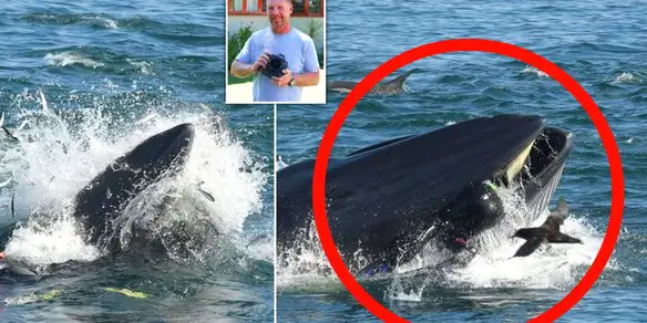 MEDICINA ONLINE Sub ingoiato da una gigantesca balena, ma viene “risputato” fuori.jpg