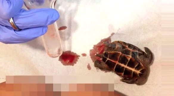 MEDICINA ONLINE Ha forti dolori addominali i medici le trovano una tartaruga infilata nella vagina.jpg