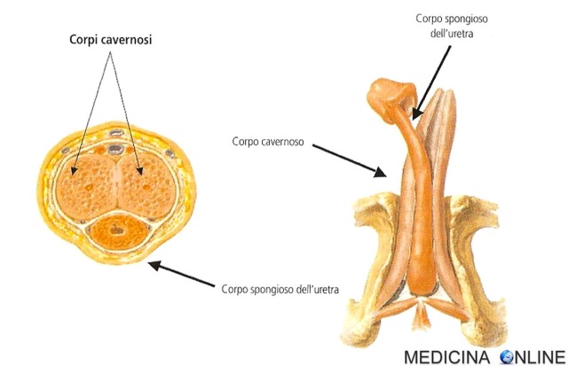 Corpo cavernoso - Wikipedia