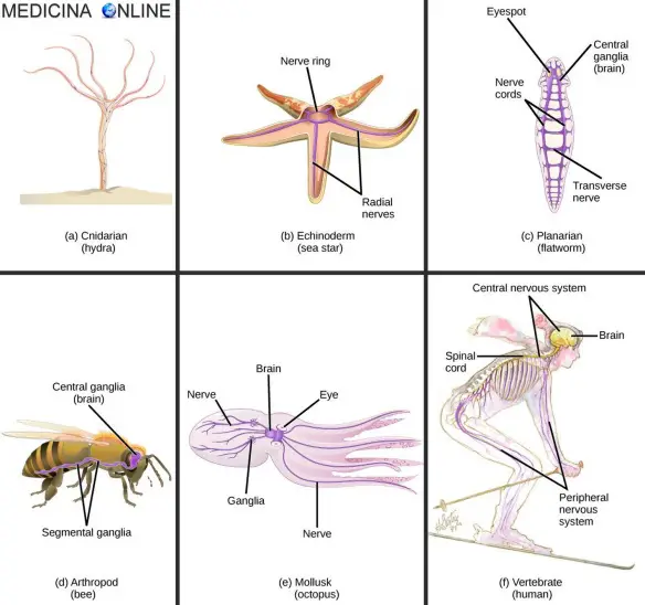 MEDICINA ONLINE Evoluzione del sistema nervoso negli animali, dall'Hydra all'uomo