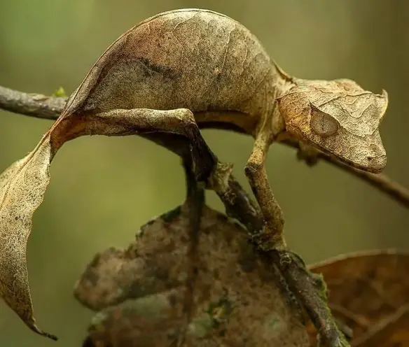 MEDICINA ONLINE Il geco satanico dalla coda a foglia e la sua incredibile mimetizzazione Uroplatus phantasticus Satanic leaf-tailed gecko.jpg