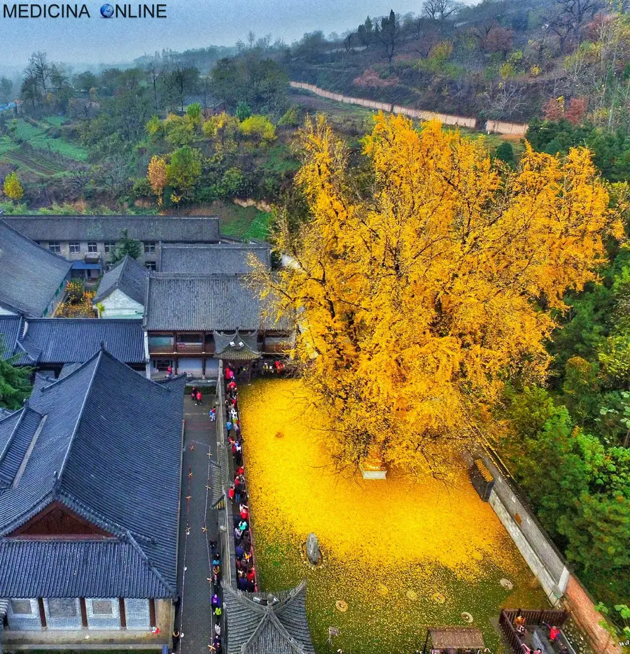 MEDICINA ONLINE L'albero d'oro ginkgo biloba di 1400 anni tempio buddista Gu Guanyn Zhongnan Xi'an TAPPETO GIALLO.jpg
