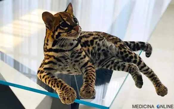 MEDICINA ONLINE L'ocelotto (gattopardo) il gatto che somiglia ad un leopardo in miniatura  (2).jpg