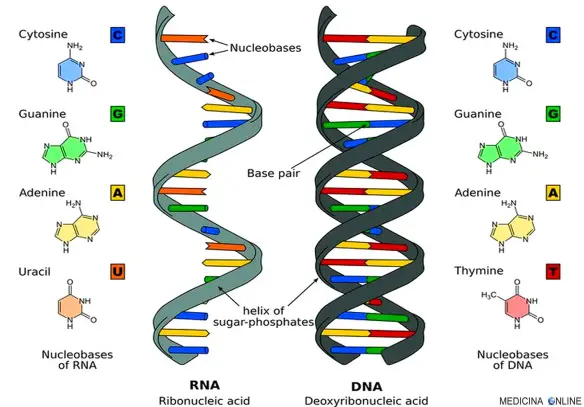 MEDICINA ONLINE DIFFERENZA TRA RNA E DNA GENETICA LABORATORIO GENE ALLELE CROMOSOMA ADN ARN TIMINA URACILE DESOSSIRIBOSIO RIBOSIO ACIDO BASI DOPPIA ELICA SINGOLA ELICA.jpg