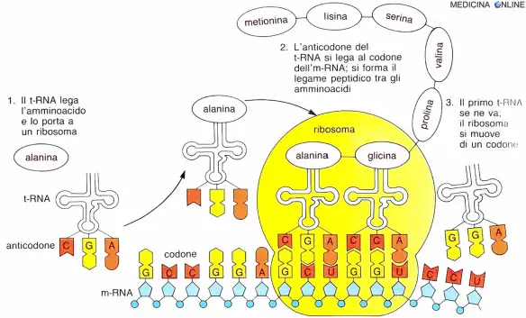 MEDICINA ONLINE GENETICA traduzione mRNA e sintesi delle proteine nei ribosomi cellula