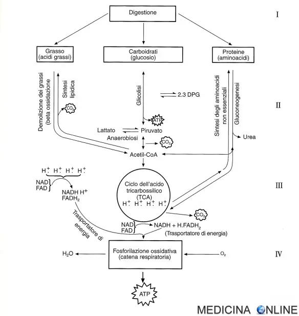 MEDICINA ONLINE aerobiosi produzione di energia adenosintrifosfato (ATP) vie metaboliche la glicolisi il ciclo degli acidi tricarbossilici (TCA) la fosforilazione ossidativ