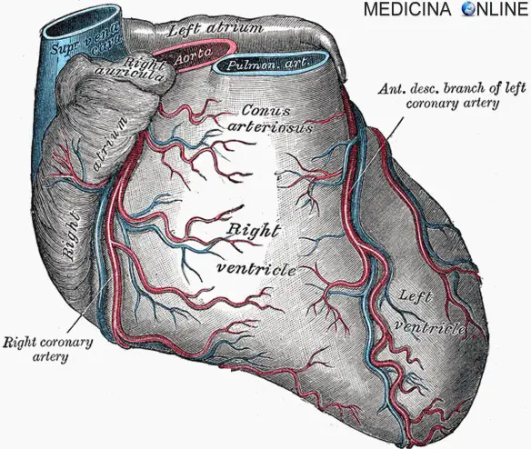 cuore, disegno anatomia storia della medicina