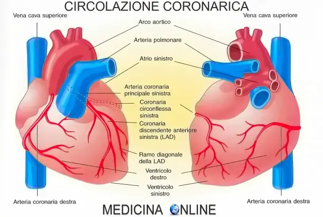 Circolazione coronarica