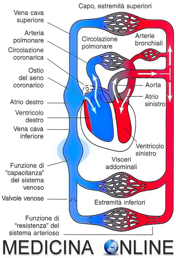 Circolazione arteriosa sistemica e polmonare