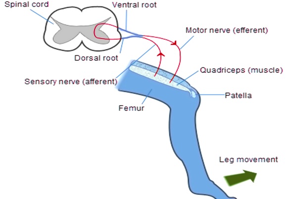 Riflesso patellare rotuleo martelletto colpo al ginocchio semeiotica Patellar knee-reflex
